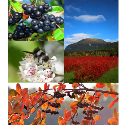 Aronia Viking