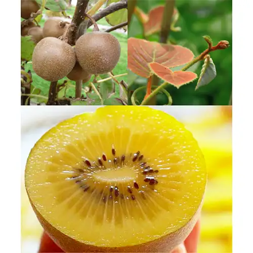 Kiwi jaune femelle minkigold